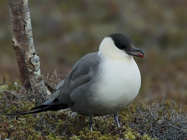 Tunturikihu, Long-tailed Jaeger, Stercorarius longicaudus